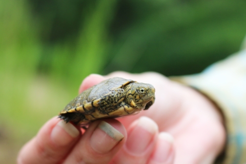 A small turtle being held in a person's hand