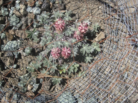 A small green plant with pink bloom spread out between rocks on dry soil with a metal fence around it.