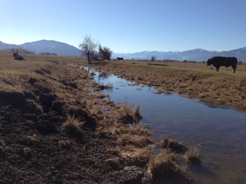 Cows grazing in a riparian zone, with moutains in the background and a small water way in the foreground