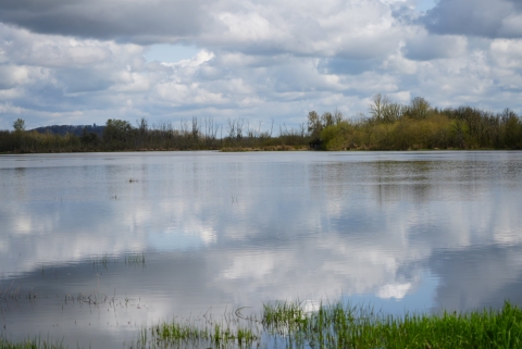Large body of water surrounded by trees on a cloudy day