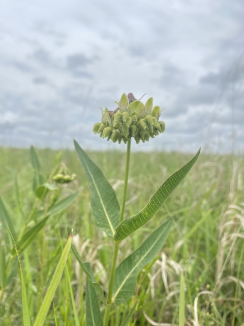 Mead's milkweed in a prairie