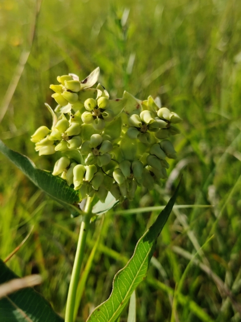 Mead's milkweed flower