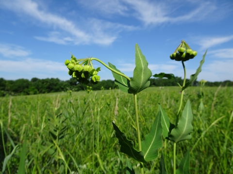 Two mead's milkweed plants