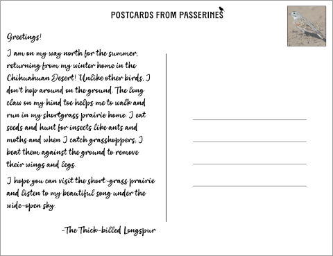 Postcards from Passerines. Greetings! I’m on my way north for the summer, returning from my winter home in the Chihuahuan Desert! Unlike other birds, I don't hop—I walk & run. The long claw on my hind toe helps me to walk and run in my shortgrass prairie home. I eat seeds & insects like ants & moths. When I catch grasshoppers, I beat them on the ground to remove their wings & legs. I hope you can visit the short-grass prairie & listen to my beautiful song under the wide-open sky. The thick-billed longspur