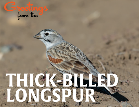 A postcard-style image; a Thick-billed longspur bird perches on the ground. Text reads Greetings from the Thick-billed longspur