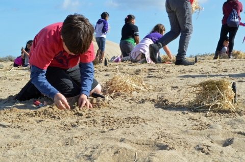 Volunteers planting native plants for a sand dune restoration in California