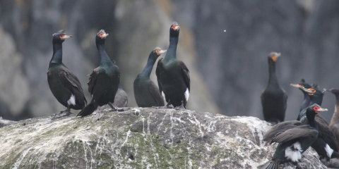 Birds stand on a rock