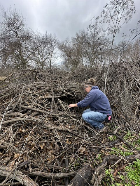 Biologist places camera trap in a brush pile on San Joaquin River NWR