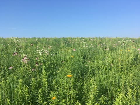 A tallgrass prairie restoration in Wisconsin. Tall, dense vegetation areas like this provide cooler microclimates for small organisms than sparser patches.