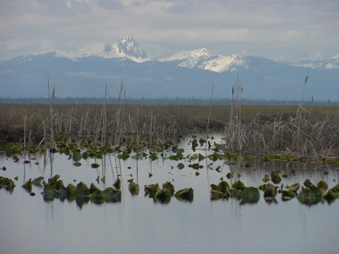 Landscape photo of a marsh with snow capped mountains in the background