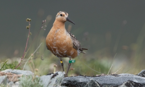 A rusty colored shorebird standing on a rock