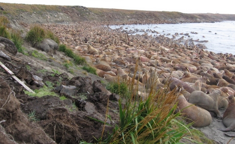 A view from shore looking down a shoreline of a walrus haulout containing thousands of walrus between a large slope and the ocean. 