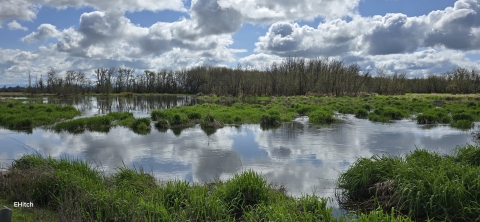 Large body of water with grasses interspersed and surrounded by trees
