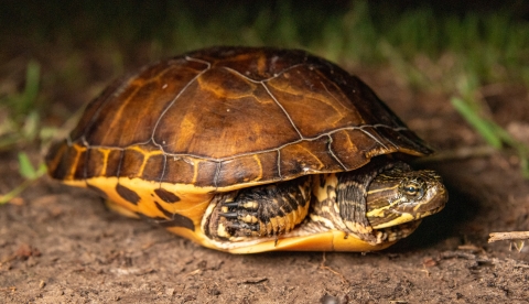 A western chicken turtle
