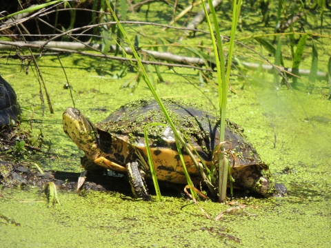 Western chicken turtle in a wetland