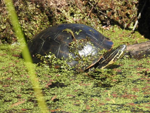 Western chicken turtle in a wetland