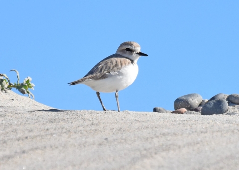 A grey and white bird standing on sand with blue sky behind