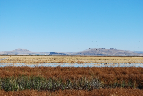 Flooded crop lands and migratory water birds with a hillside background