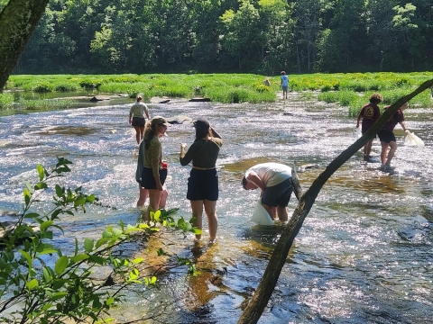 Volunteers collect Cahaba Lily seed pods from the Cahaba River.