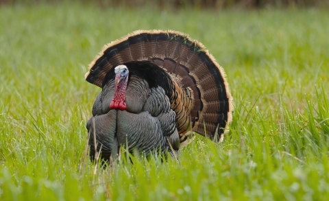 Large bird with fanned tail, blue head, and red throat on a grass field