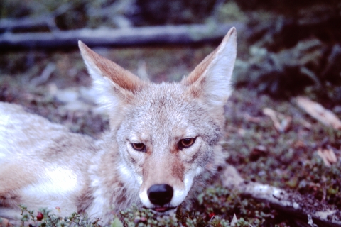 A coyote rests among lingonberry plants in black spruce forest