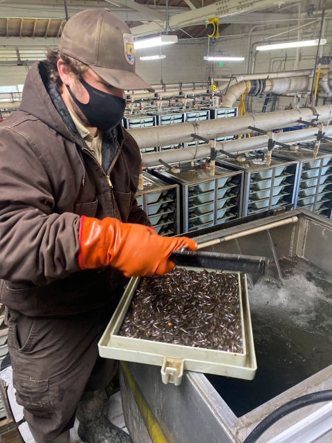 A hatchery staff member holds a tray containing the salmon fry.