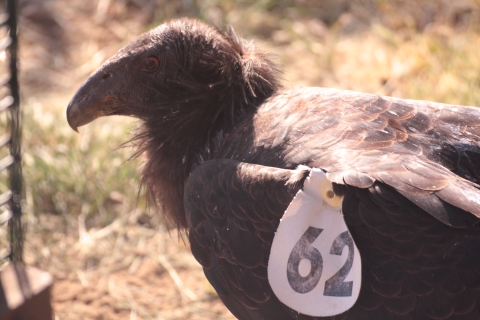 A juvenile condor wearing a tag numbered 62 on it's wing.