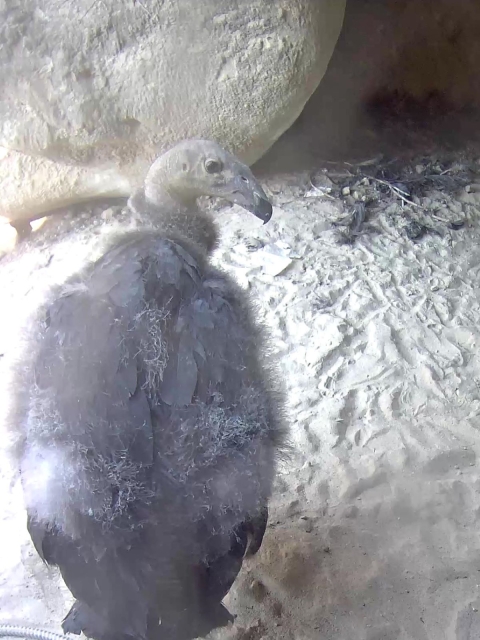 A condor check near a collection of feathers and twigs