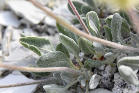a close up photo of Tiehm's buckwheat leaves