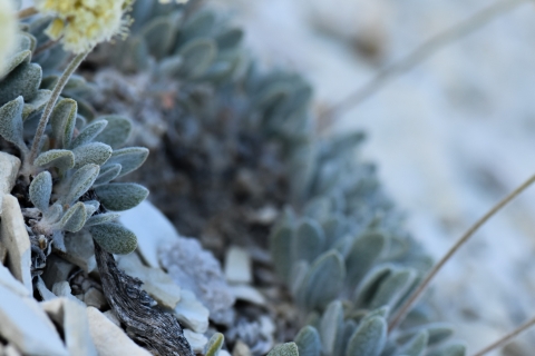 A close up photo of Tiehm's buckwheat leaves and base