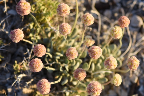 a close up photo of a green plant with yellow and pink pompom flowers
