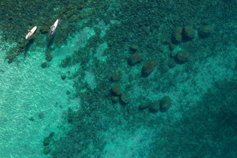 two paddleboards in a body of water