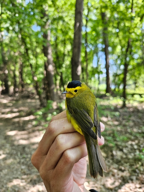 A Wilson's warbler is in hand