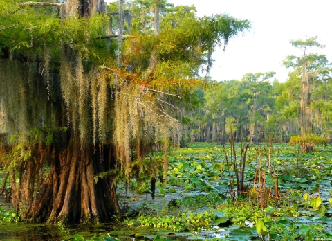trees, lily pads, and moss