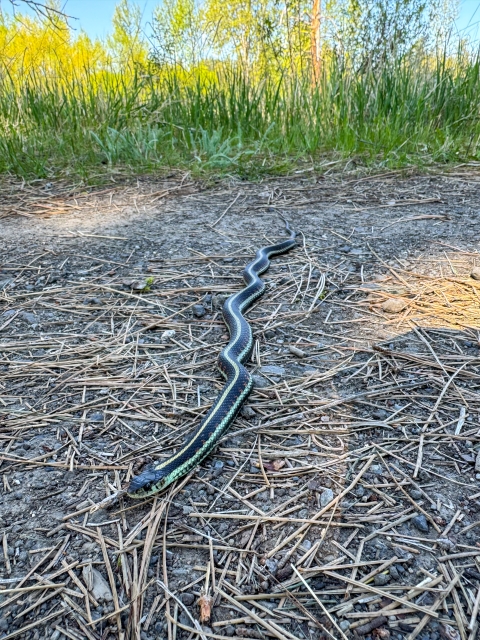 A garter snake stretches across a trail