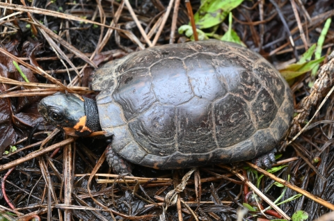 Small turtle with yellow markings on its head in the mud