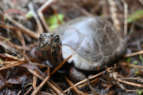 Small turtle raising its head towards the camera