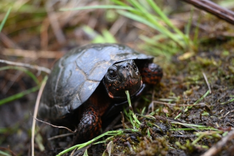 Close up photograph of small turtle standing in the mud