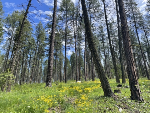 A forested area one-year after timber was harvested