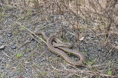 Long snake with brown spots in a curled up position