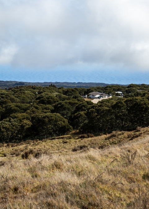 Looking out over the Hakalau Forest NWR station on Mauna Kea. Visible in a small gap in the canopy is the refuge station.