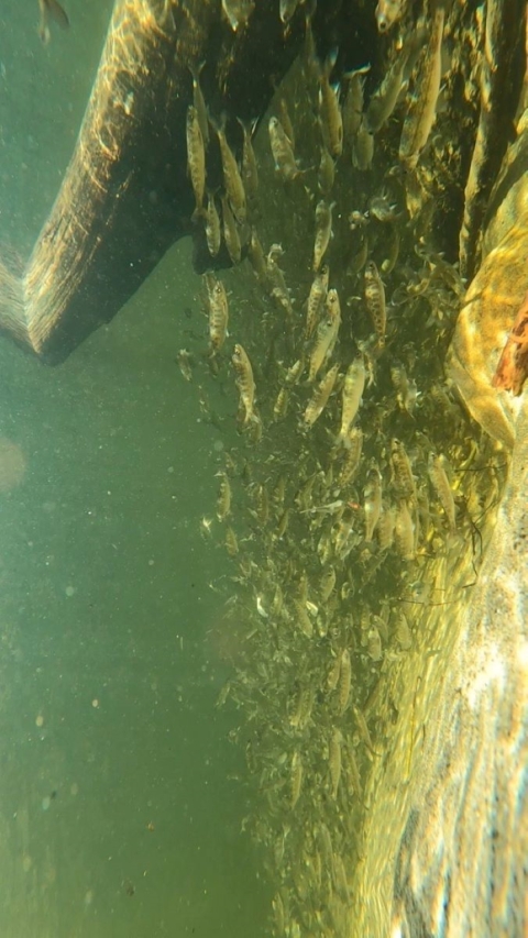 a school of spring chinook huddle under a log after release in Icicle Creek