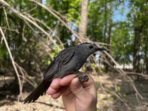 A gray catbird is held in hand after being mist-netted