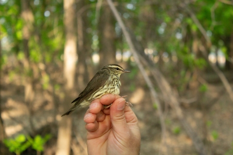 A Northern Water thrush is held in hand after being captured in a mist-net
