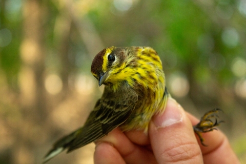 A palm warbler is held in hand