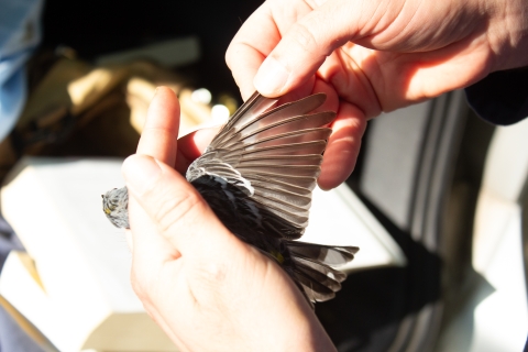 A yellow rumped warbler that was captured in a mist net has its wing feathers examined for determining its age and sex