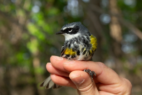A yellow-rumped warbler is held in hand