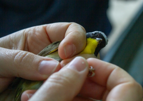 A male Common yellowthroat is held and examined in hand