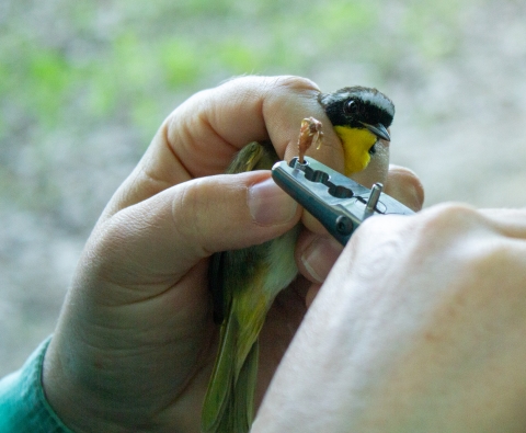 A male common yellowthroat received a metal identification band after being caught in a mist-net