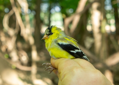 A male American Goldfinch is held in hand. It is still molting some of its feathers.
